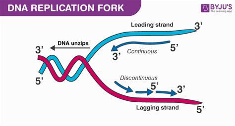Dna Replication Process With Diagrams Class 12 Prokaryotic