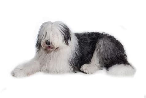 Everything About Old English Sheepdogs Critter Culture