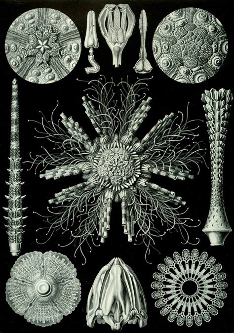 Artist Of The Month Ernst Haeckel Muddy Colors