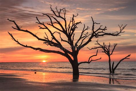 Sunrise Sc Silhouette Tree South Carolina Stock Photo Image Of
