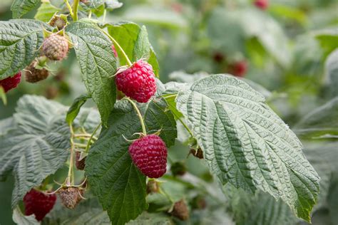 Ripe And Unripe Raspberry In The Fruit Garden Growing Natural Bush Of