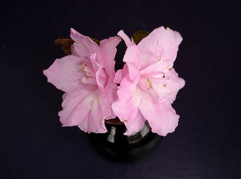Flowers By Friends Silver Anniversary Azalea Indica By Janet