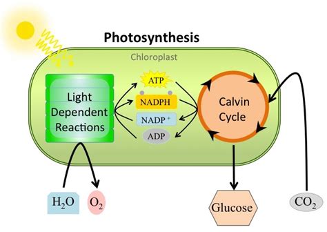 99 Photosynthesis Overview Biology Notes For A Level