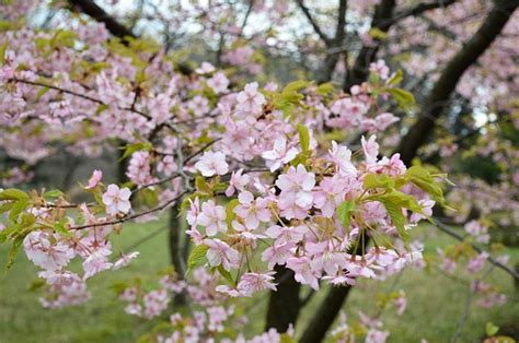 Árbol De Flor De Cerezo Japonés Foto De Stock Y Más Banco De Imágenes