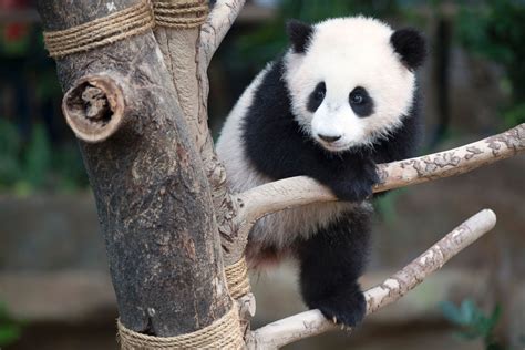 Panda Cub Plays At The Zoo Picture Cutest Baby Animals From Around