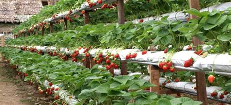 There is no dearth of places to visit in genting highlands, and the colourful and aromatic genting strawberry leisure farm is one of the top attractions in this hill. Strawberry Farm- Strawberry Farm in Malaysia- Genting ...