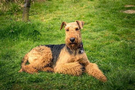 Airedale Terrier Info Pictures Care Guide Temperament And Traits