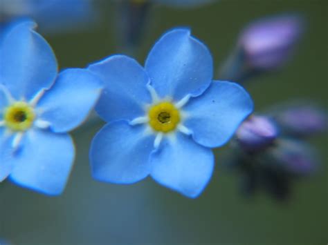 Forget me not flowers & gifts is a lovingly momentmaker in glen burnie, md. Blue Forget-Me-Not - Flowers Wallpaper (34611681) - Fanpop