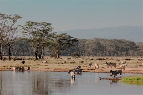 Lago Nakuru Safari En Kenia Imprescindible