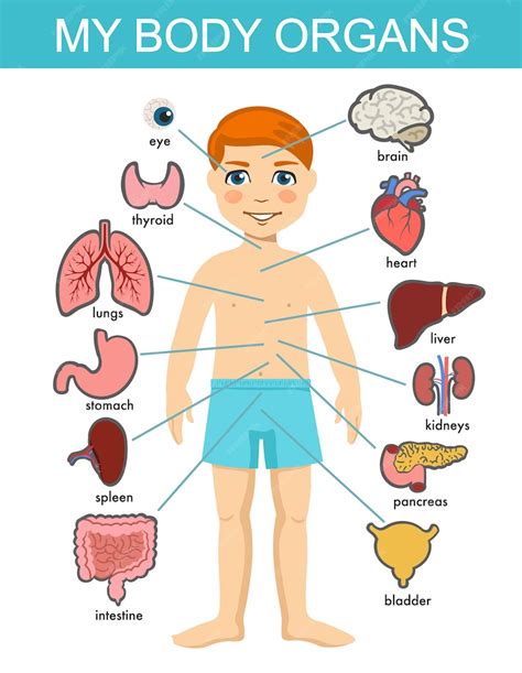 Anatomía Del Cuerpo Humano Sistema De órganos Médicos Infantiles