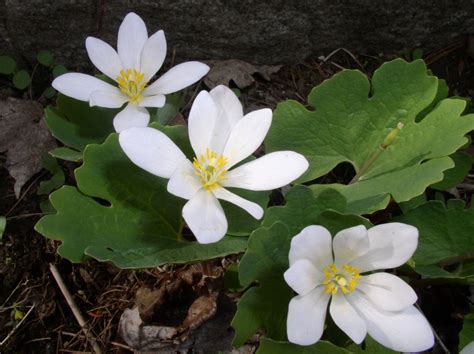 The Vermont Gardener Spring Wildflowers