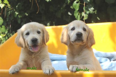 These golden retriever puppies love to attack with love and kisses. Golden Retriever Puppies For Sale | Buffalo, NY #235969
