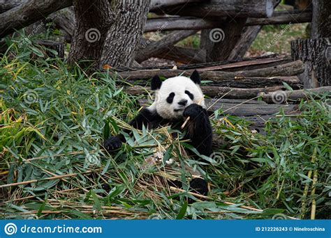 Cute Panda Biting And Chewing Fresh Bamboo Branches In Forest Stock