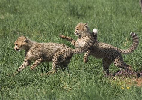 National Zoos Cheetah Cubs April Flickr Photo Sharing