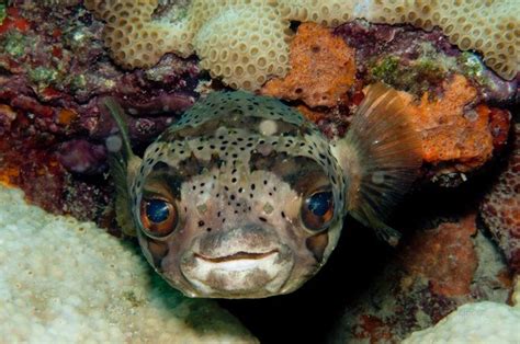 Puffer Fish Smiling In A Coral Reef Pufferfish D Pinterest