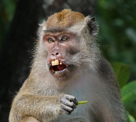 Long Tailed Macaque Macaca Fascicularis Labuk Bay Wikimedia Foundation