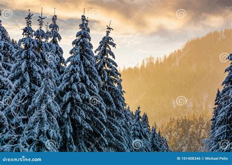 Snowy Spruce Forest At Gorgeous Sunset Stock Photo Image Of