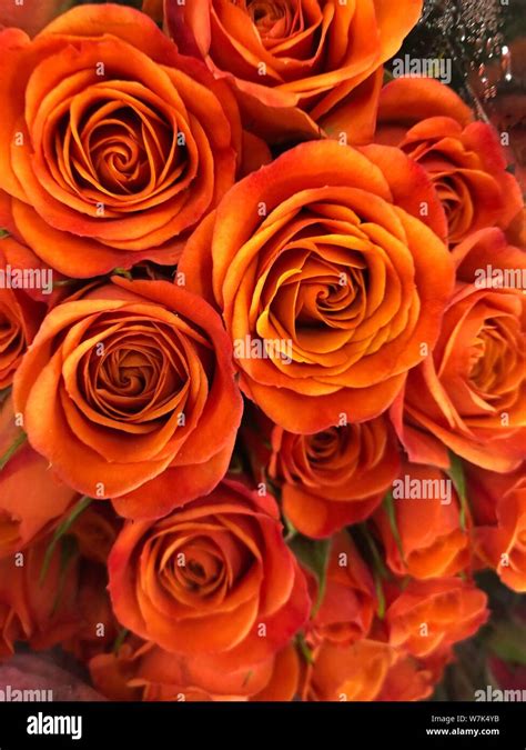 Beautiful Images Of Orange Roses