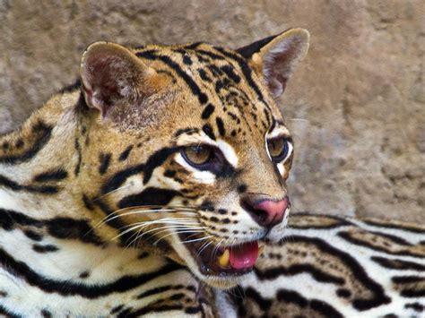 Ocelot Guatemal Small Wild Cats Wild Cat Species Cat Profile