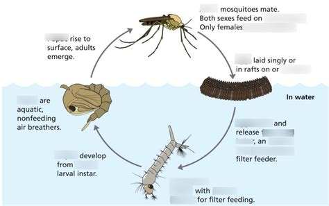 Anopheles Aedes Culiseta Culex Mosquito Life Cycle Diagram Quizlet