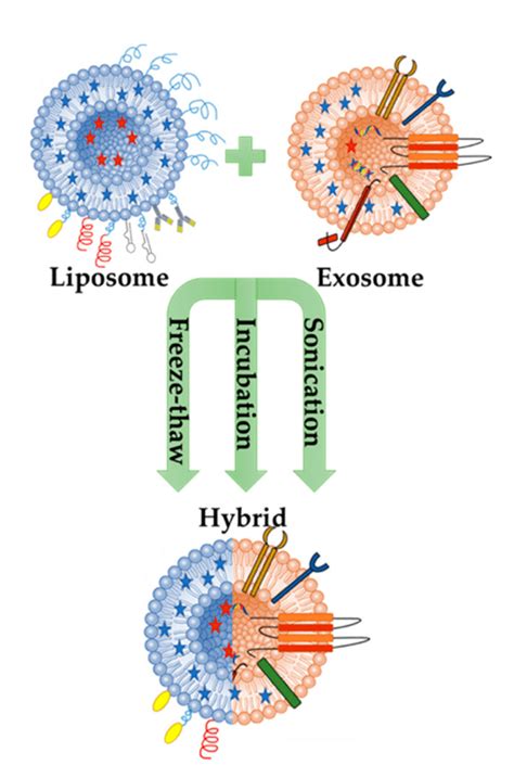 Schematic Illustration Of Hybrid Exosome Liposome Nanovesicles Formed Download Scientific