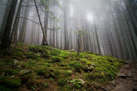 Целебные свойства воздуха Карпатских хвойных лесов Отель Коруна