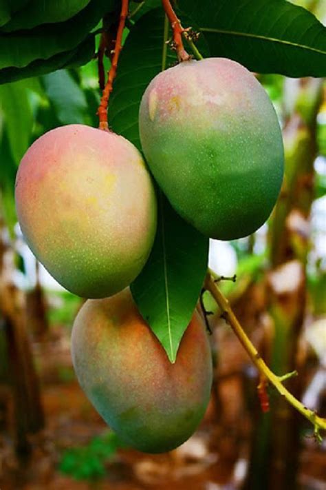 21 different types of mangoes best mango variety in the world fruit plants fruit garden