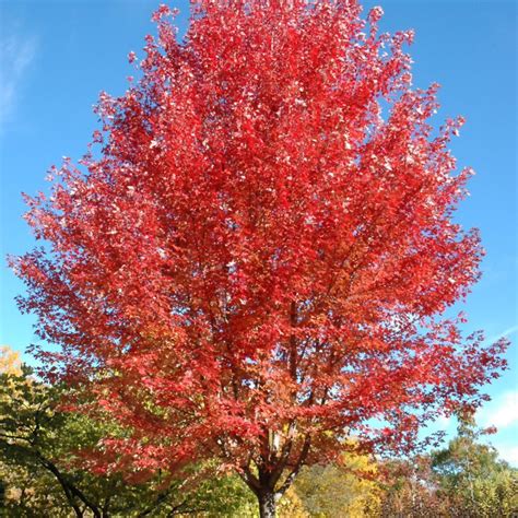 Autumn Blaze Maple Platt Hill Nursery