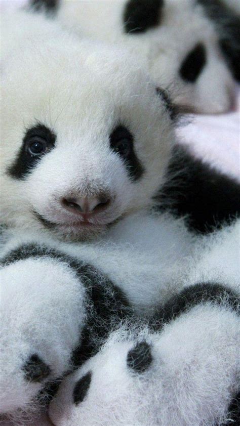 3d Cute Panda Wallpapers Top Free 3d Cute Panda