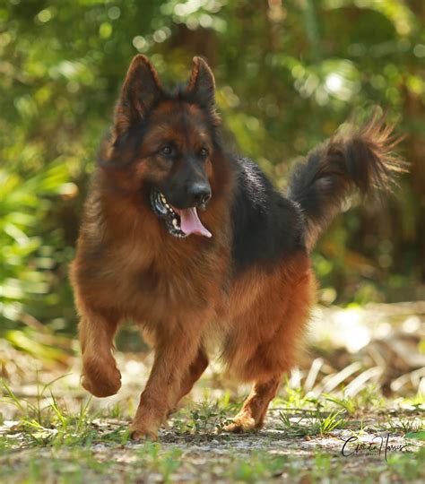 Blue And Panda German Shepherds For Sale In Florida Ruskin House Of
