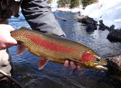 Trout Rainbow Trout Salmon Fishing