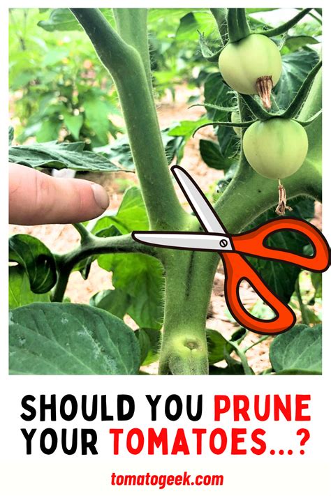 Should You Prune Tomato Plants Trimming Tomato Plants Tomato Plants