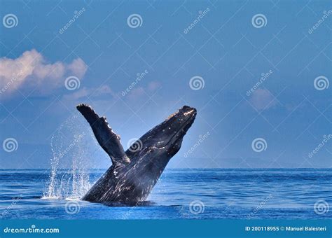 Large Humpback Whale Enthusiastically Breaching With Pectoral Fin