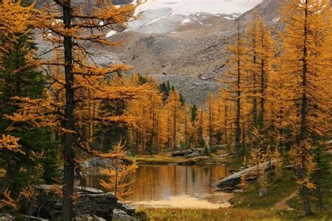 Larch Valley Banff National Park This Is An Amazing Hike In The Fall