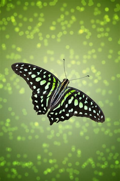 Vivid Flying Butterfly Stock Image Image Of Attract 113380183