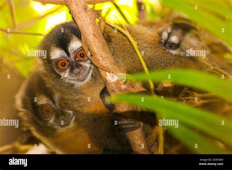 Night Monkeys Also Known As The Owl Monkeys Or Douroucoulis Are The
