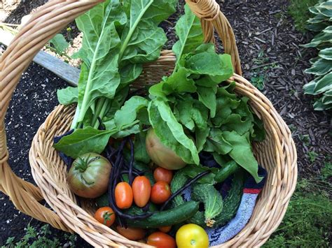 The Frugal Food Gardener How To Start A Garden At Home This Spring