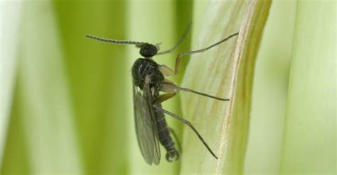 Gnat Lifespan How Long Do Gnats Live A Z Animals