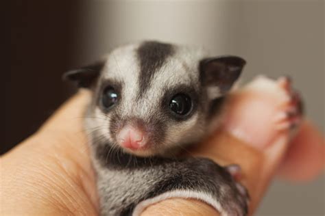 Sugar Gliders Are Adorable But They Dont Belong In Your Pocket One