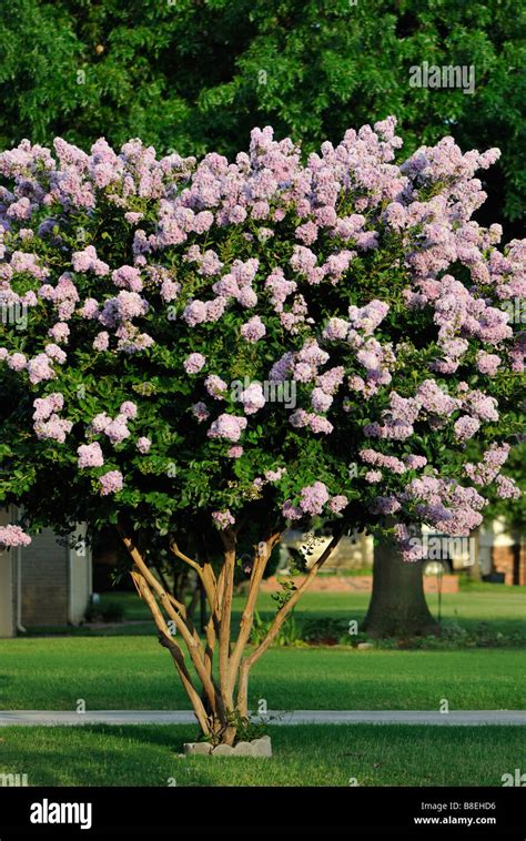 Crape Myrtle ‘early Bird Lavender Lagerstroemia Indica Tree Or Shrub