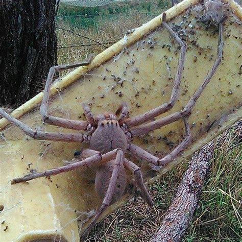 Giant Huntsman Spider Naturerules1 Wiki Fandom