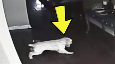 Dog Stares At Wall For Days So Dad Sets Up A Hidden Camera Youtube