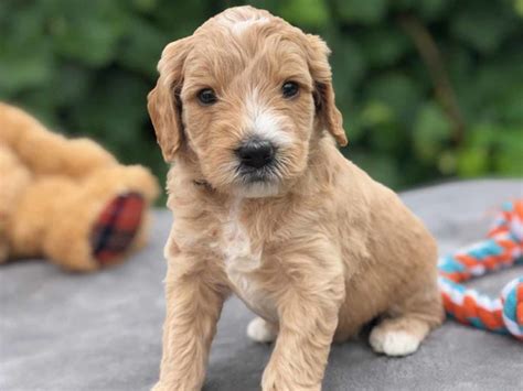 Goldendoodle price varies from breeder to breeder, and depends on numerous factors like coat type and color, size, breeder experience, and more. Teacup Goldendoodle - Mini Goldendoodle & Medium ...