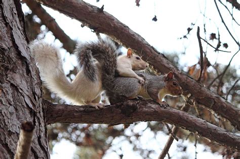 squirrel breeding biology mating and copulatory plugs wildlife online