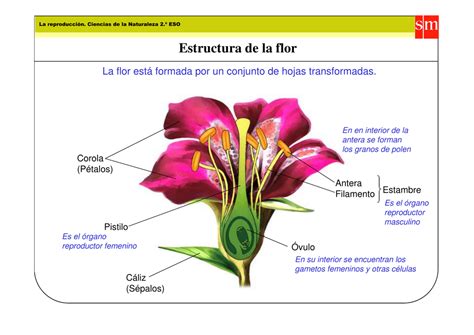 Partes De La Flor Y Sus Funciones Resumen Y Esquemas Images