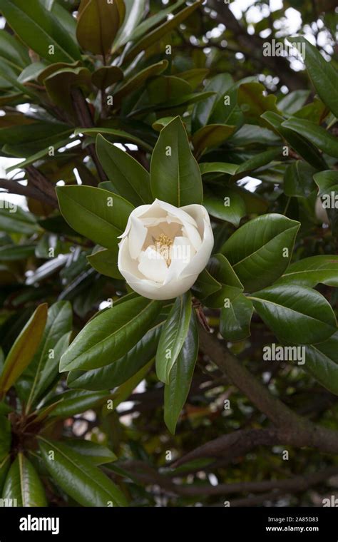 Large White Waxy Flower And Glossy Evergreen Leaves Of A Southern