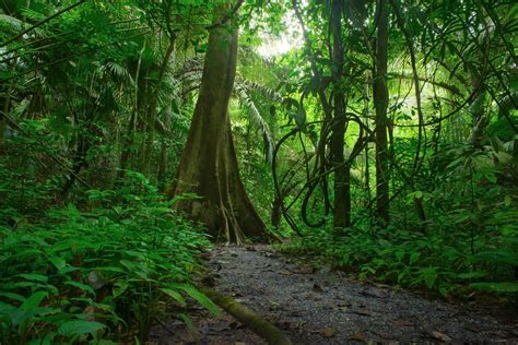 Download Greenery Tree Path Nature Forest Jungle 4k Ultra Hd Wallpaper