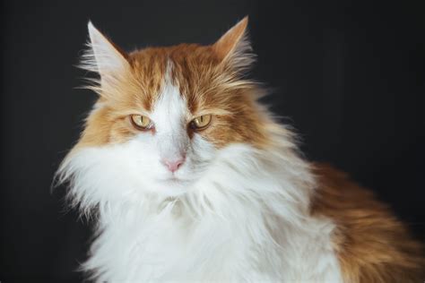 Top Image Long Haired Orange Cat Thptnganamst Edu Vn