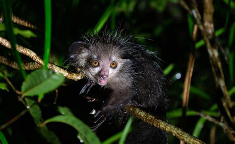 Aye Aye Petit Lémurien De Madagascar