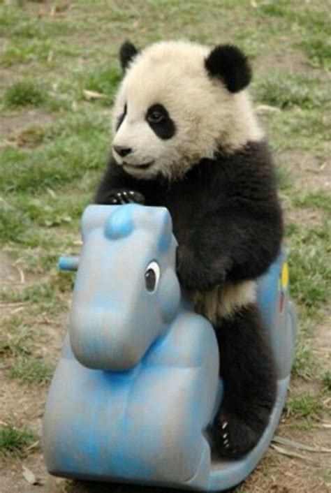 Baby Panda Having Fun Cute Animals Cute Panda Panda